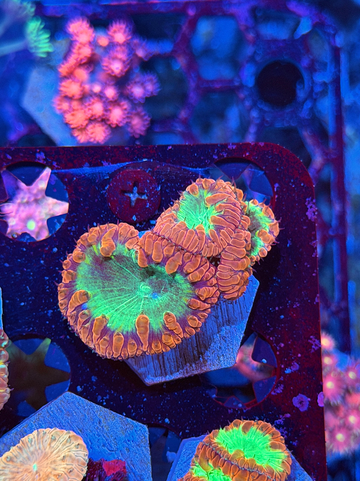 JEA Rainbow Blastomussa Coral 3 Heads XL