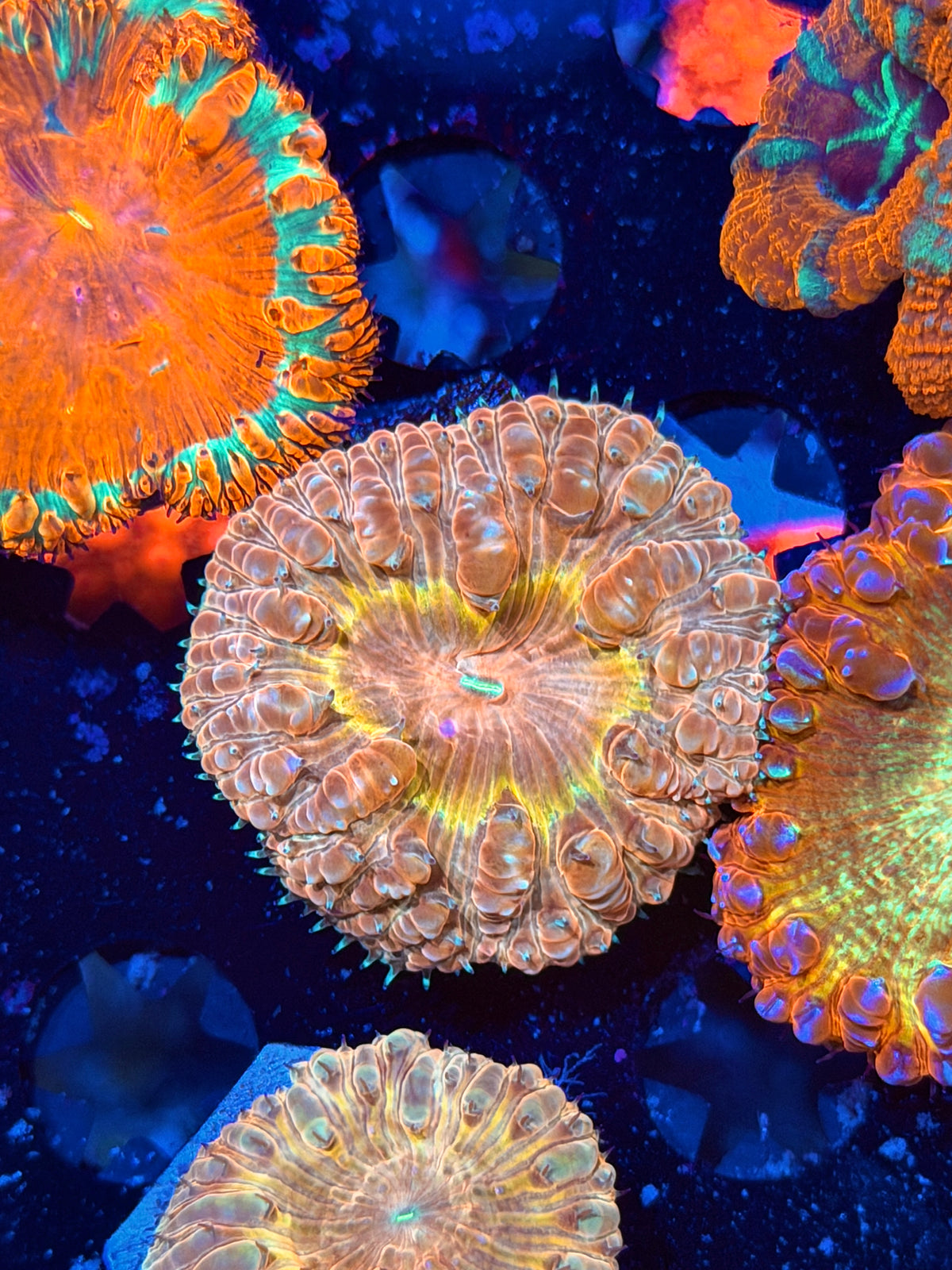 JEA Cyclops Blastomussa Coral 1 XL *Collector's Piece*