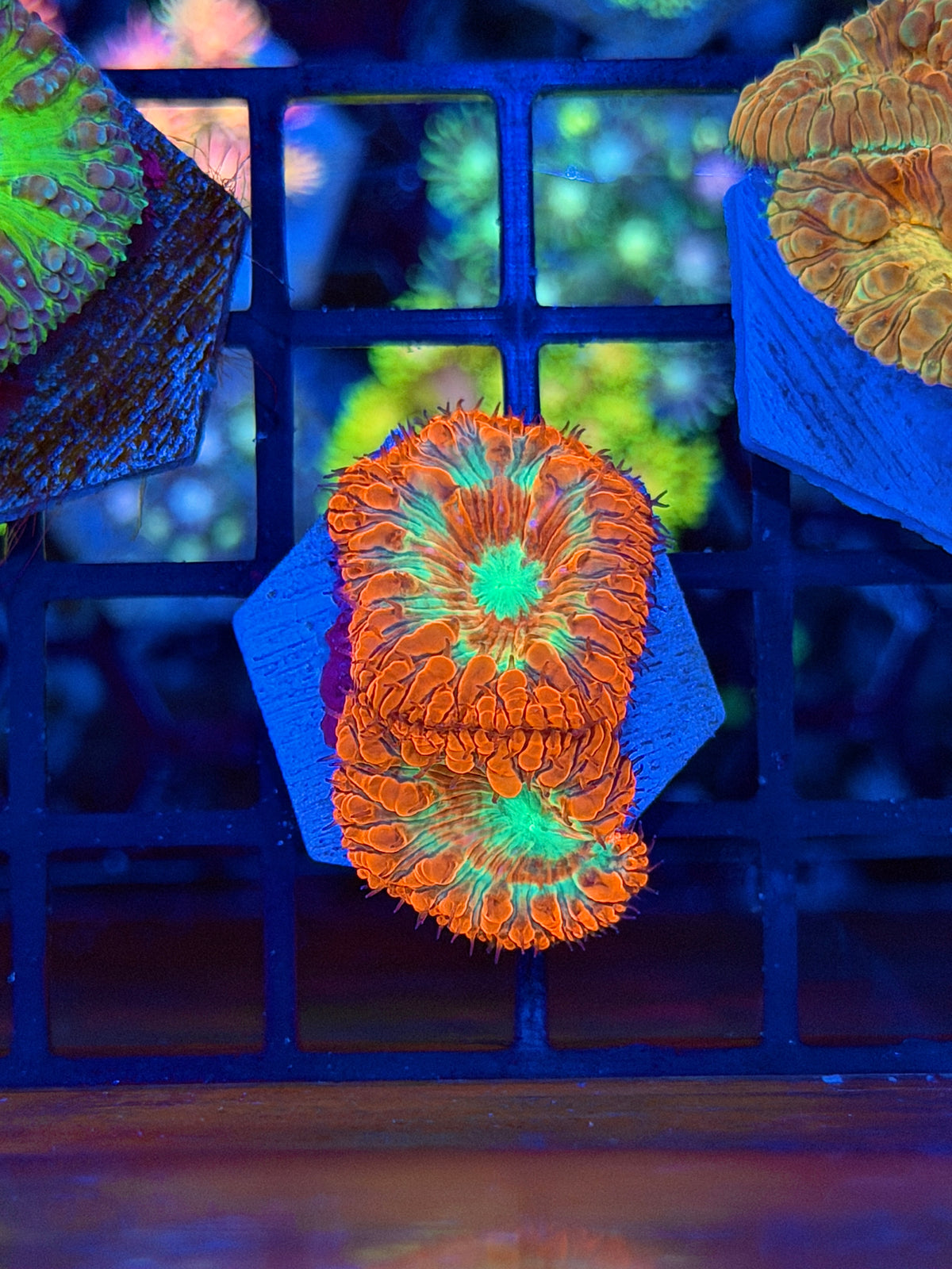 JEA Apocalypse Blastomussa Coral 2 Heads XL