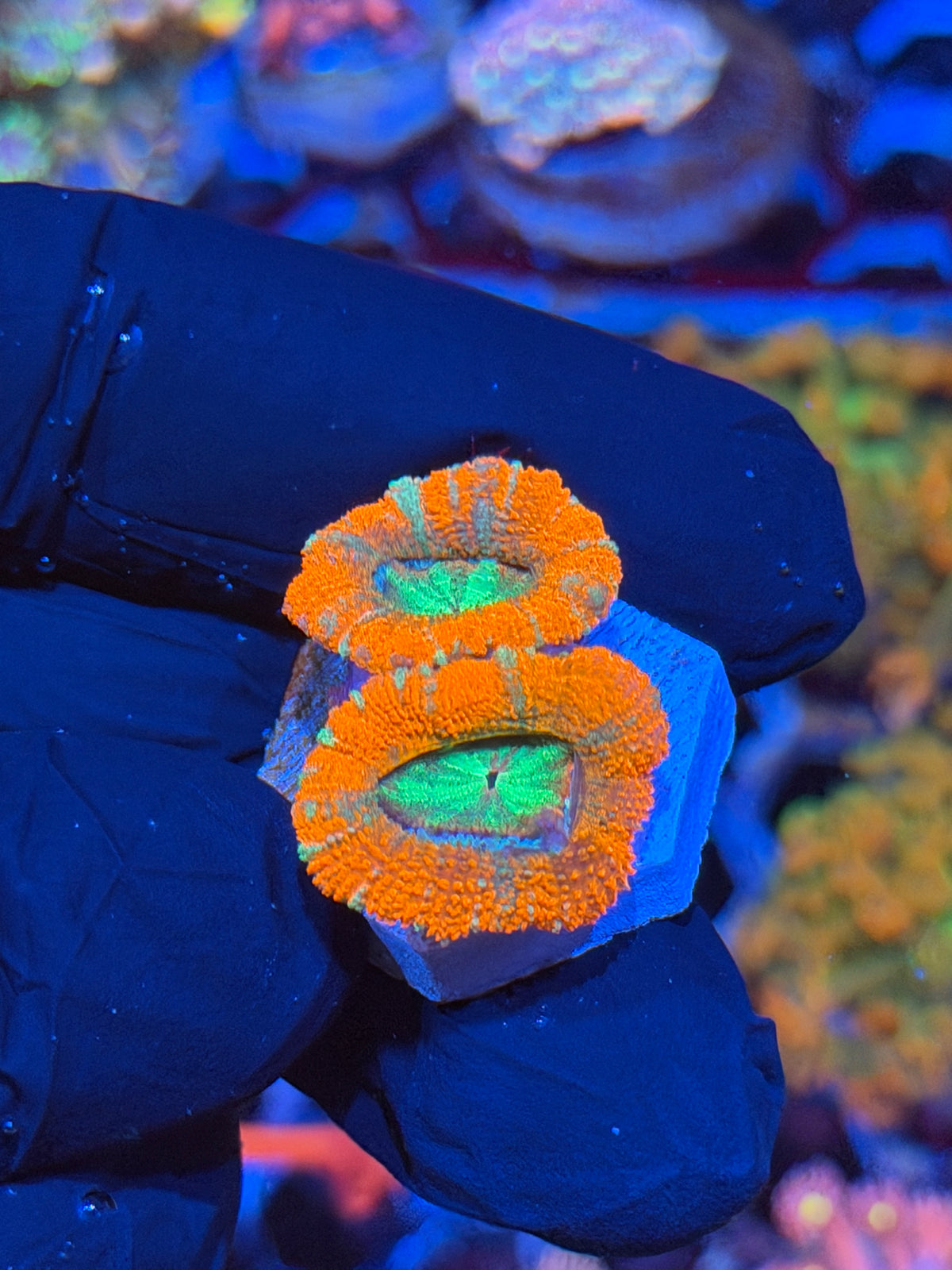 JEA Katana Asian Acans 2 Heads XL