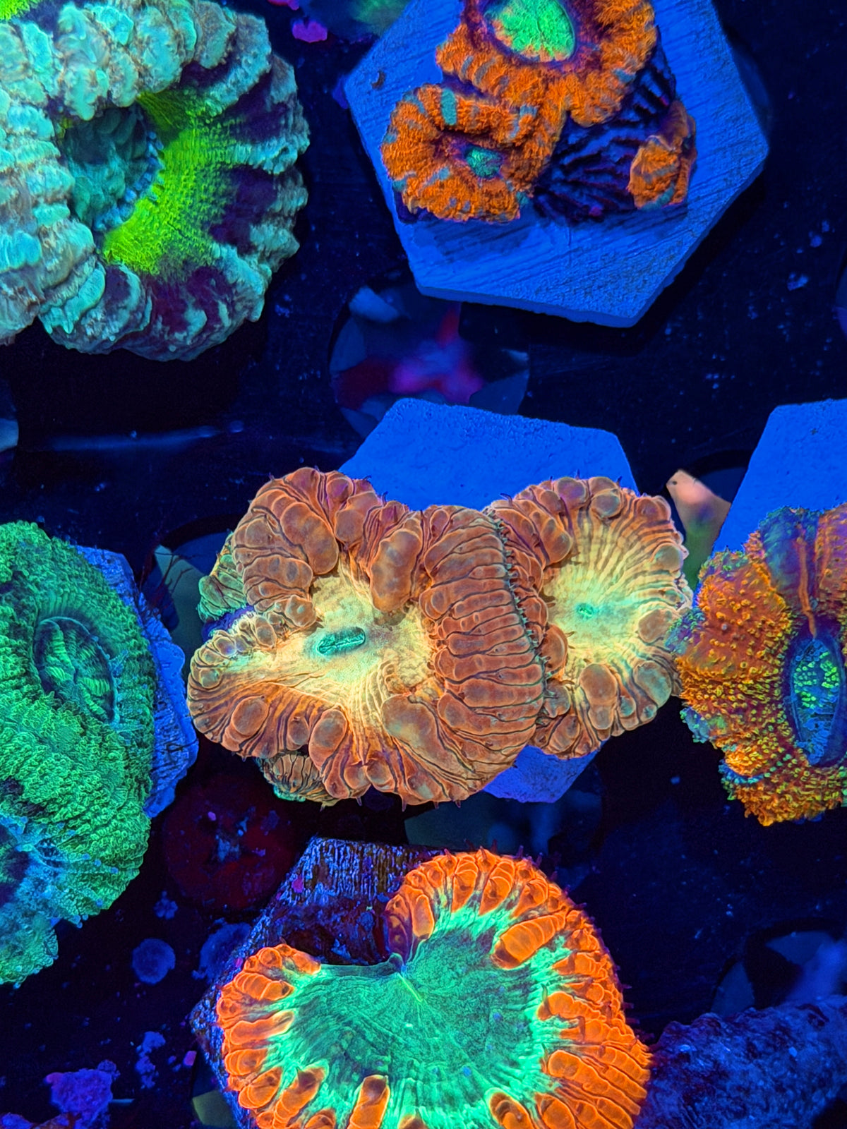 JEA Big Bang Blastomussa Coral 2 Heads XL 9/21