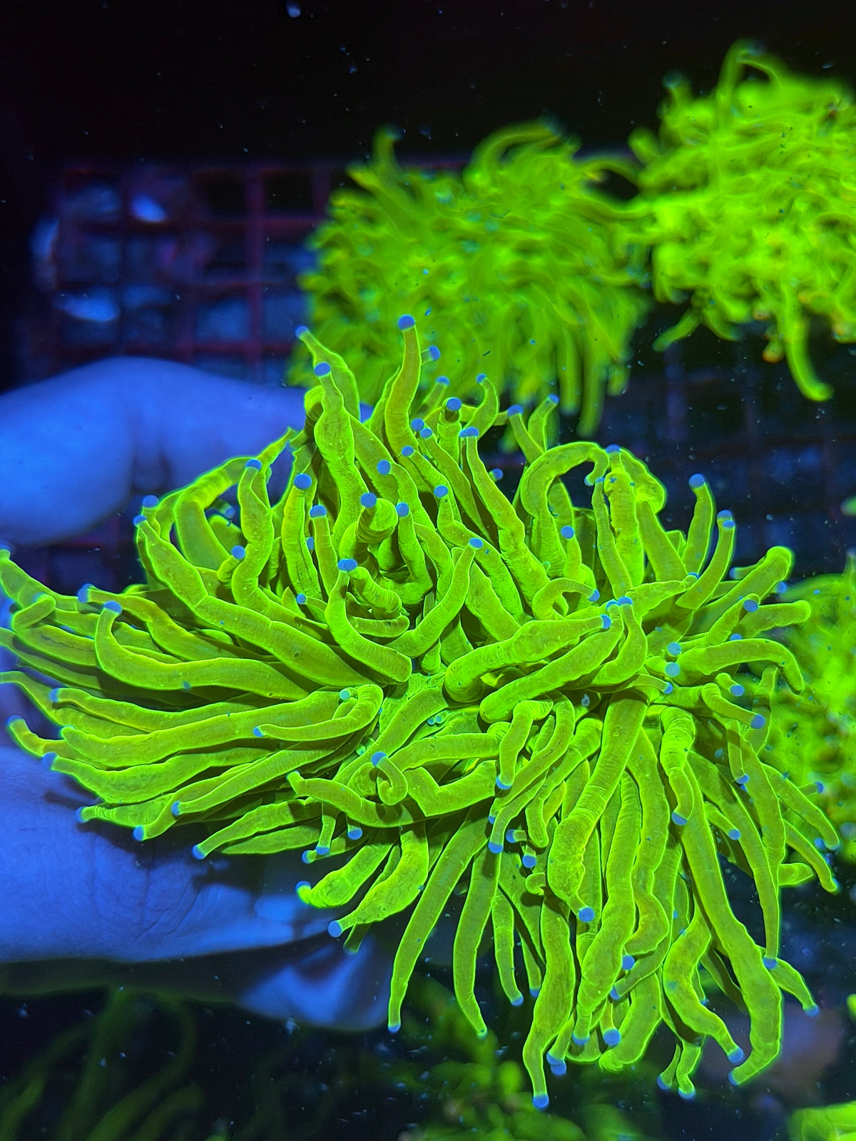 JEA 24K Holy Grail Torch Coral 2 Heads XXL Show Size 9/28