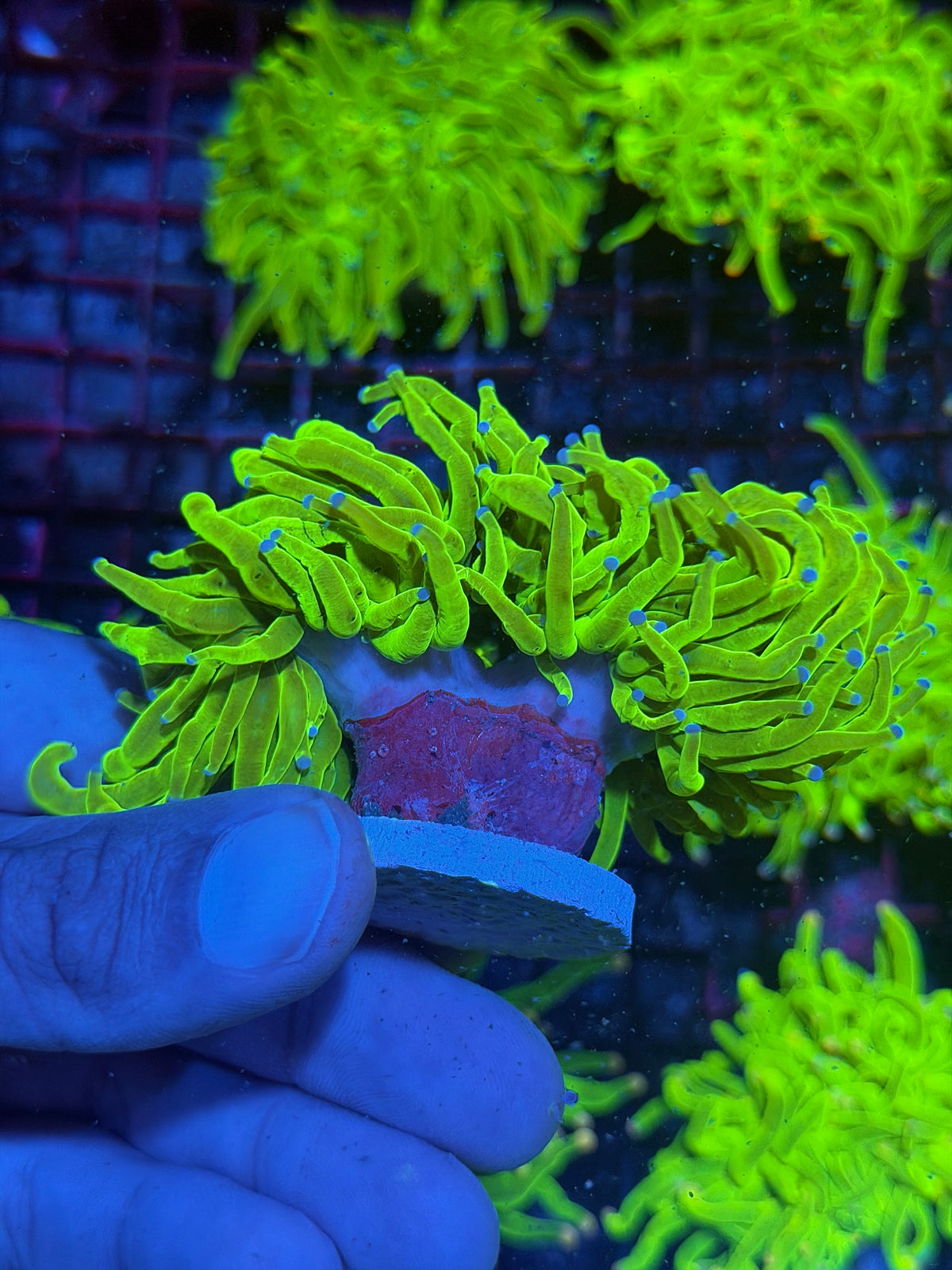 JEA 24K Holy Grail Torch Coral 2 Heads XXL Show Size 9/28