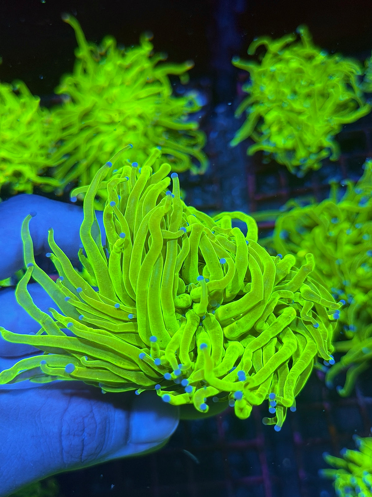 JEA 24K Holy Grail Torch Coral 1 Head XL 9/27