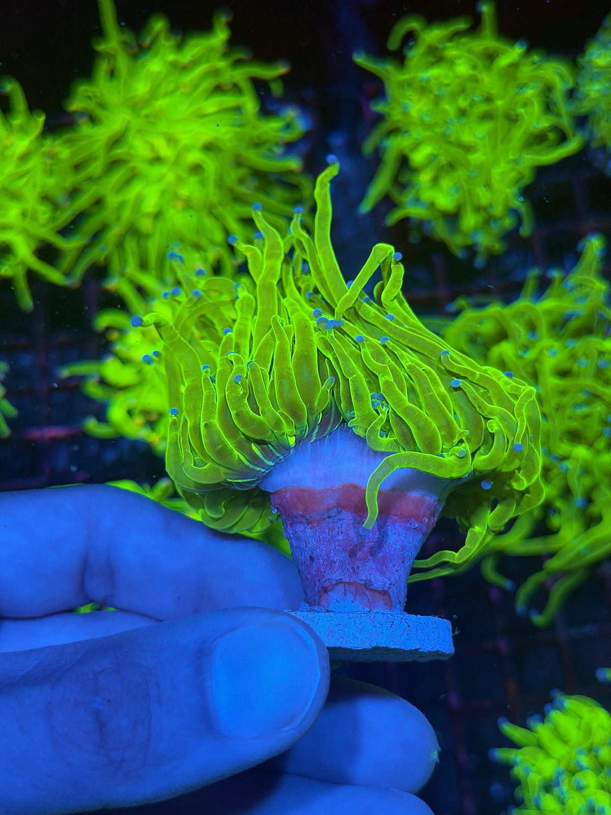 JEA 24K Holy Grail Torch Coral 1 Head XL 9/27