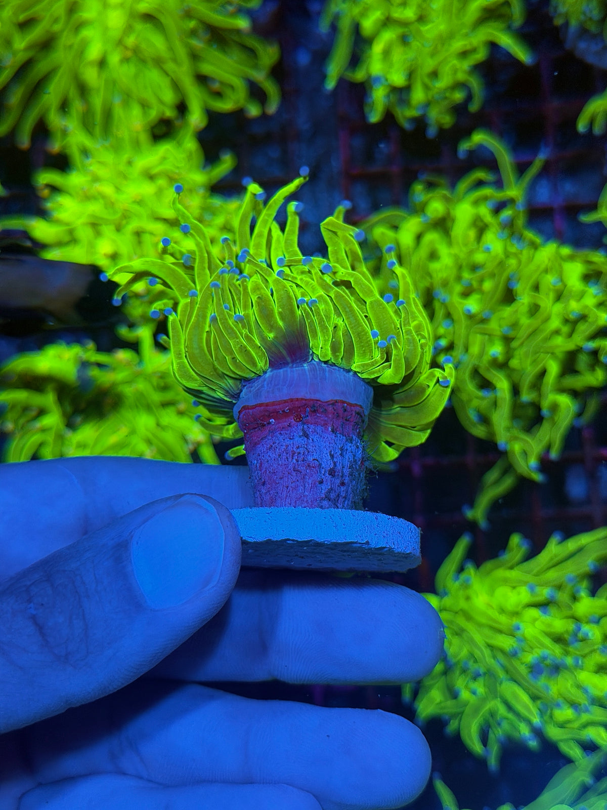 JEA 24K Holy Grail Torch Coral 1 XL Head 9/27