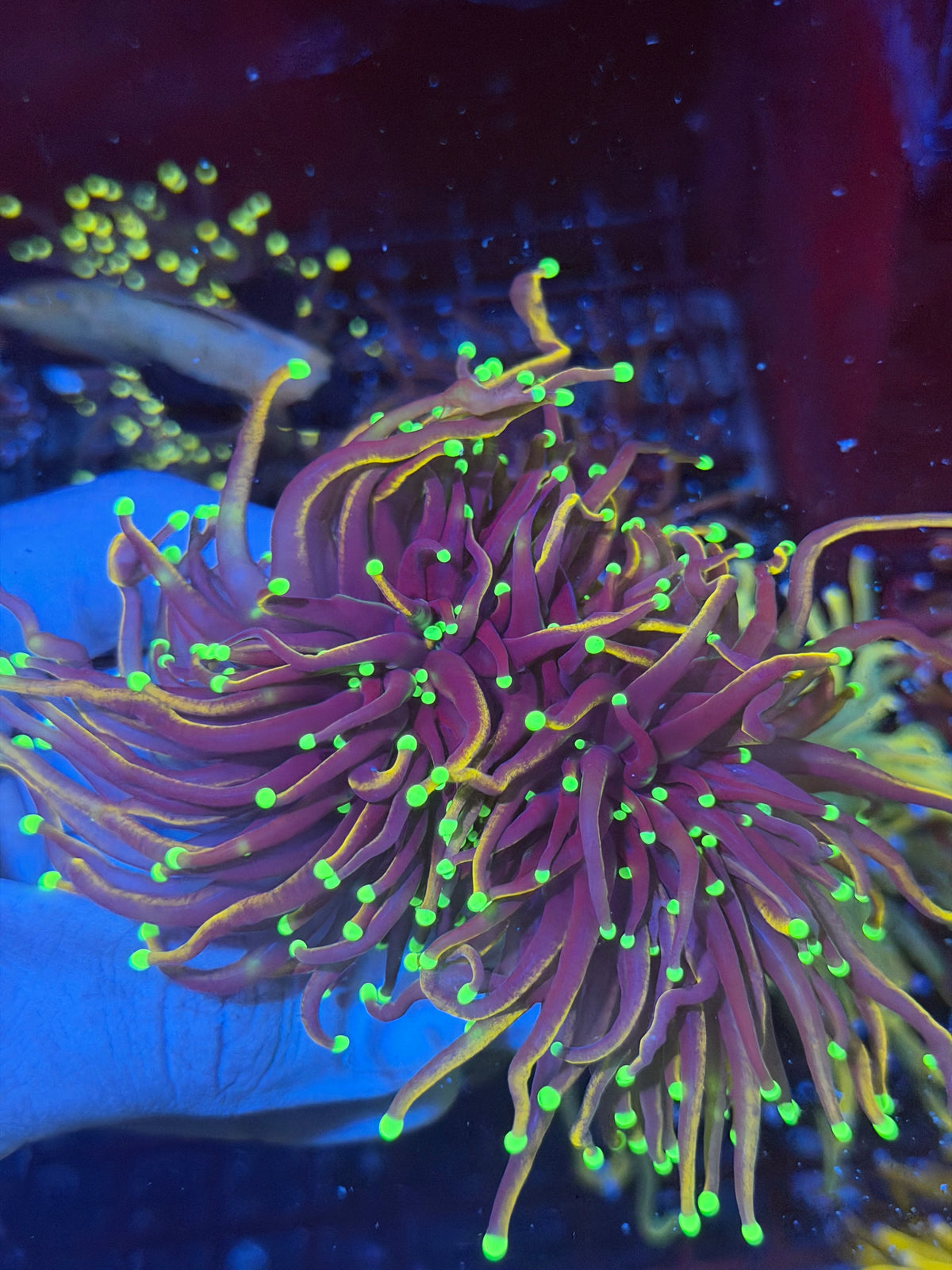 JEA Jester Torch Coral 3 Heads Splitting XXL Show Sized 9/28