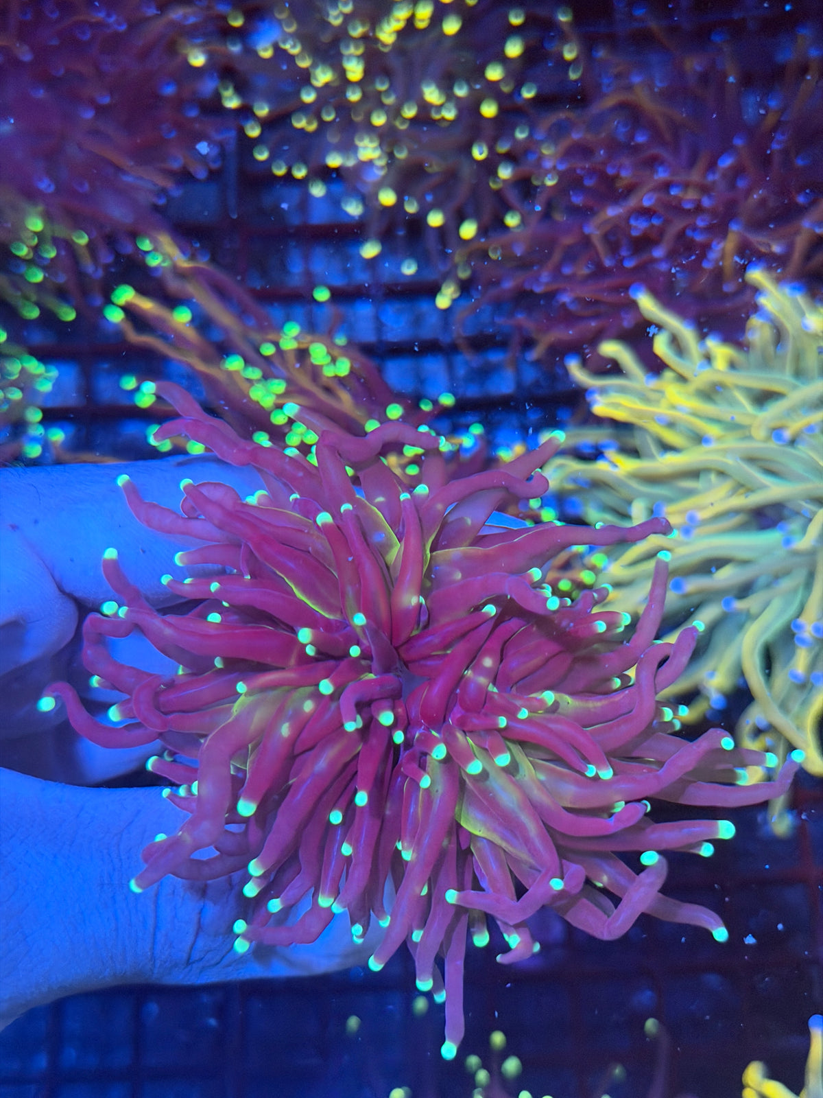 JEA Medusa Torch Coral 2 Heads Splitting XL 9/28