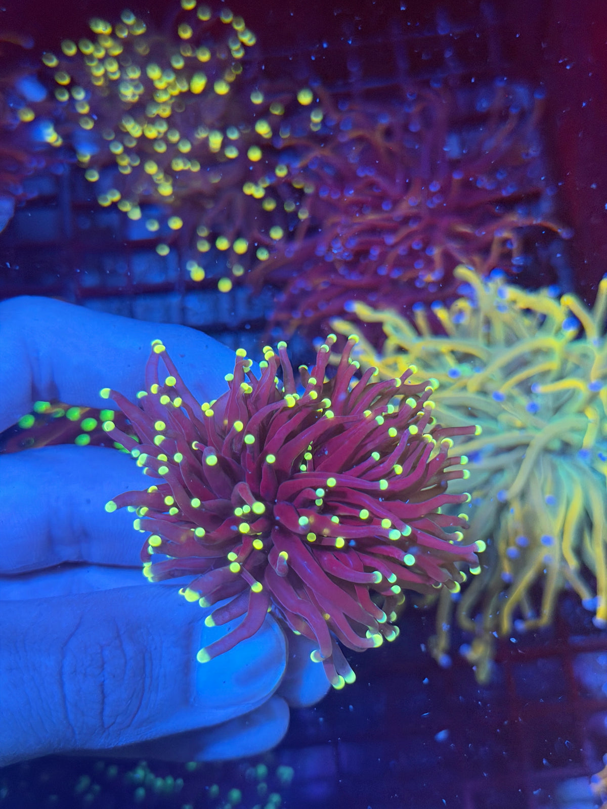 JEA Firefly Torch Coral 3 Head Cluster Splitting 9/28
