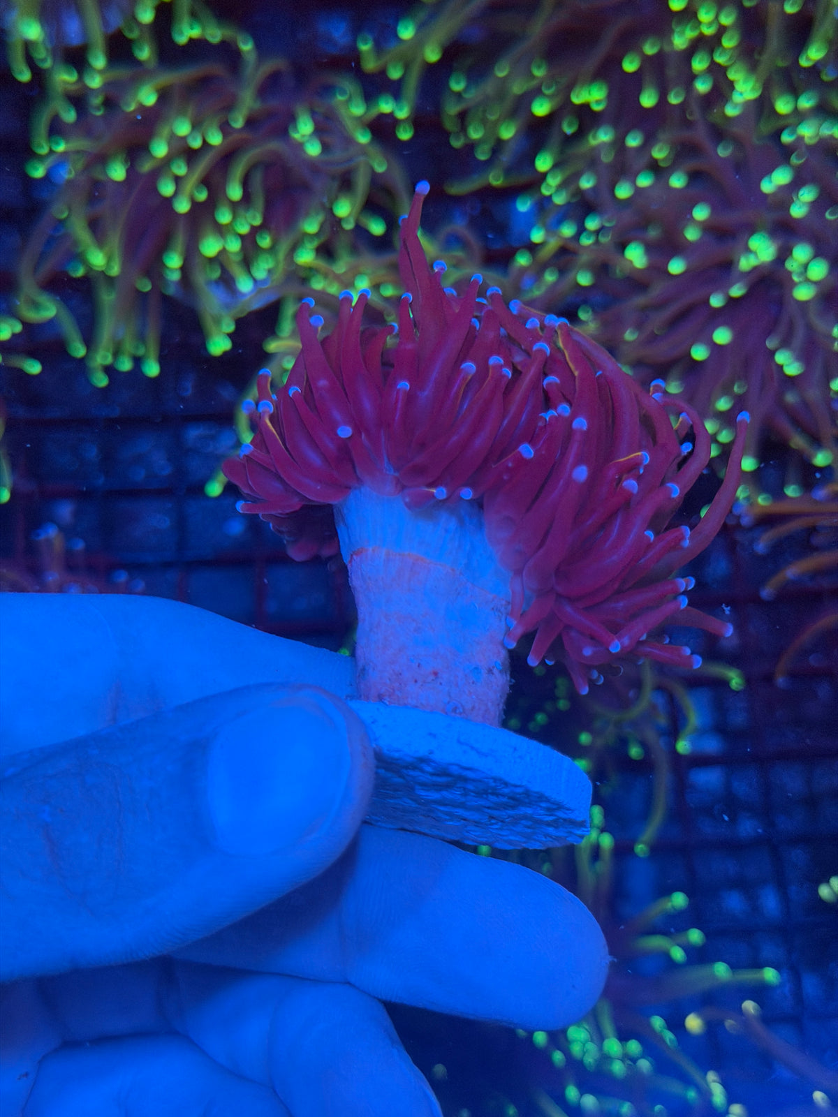 JEA Orange Peel Torch Coral 1 XL Head Splitting 9/28