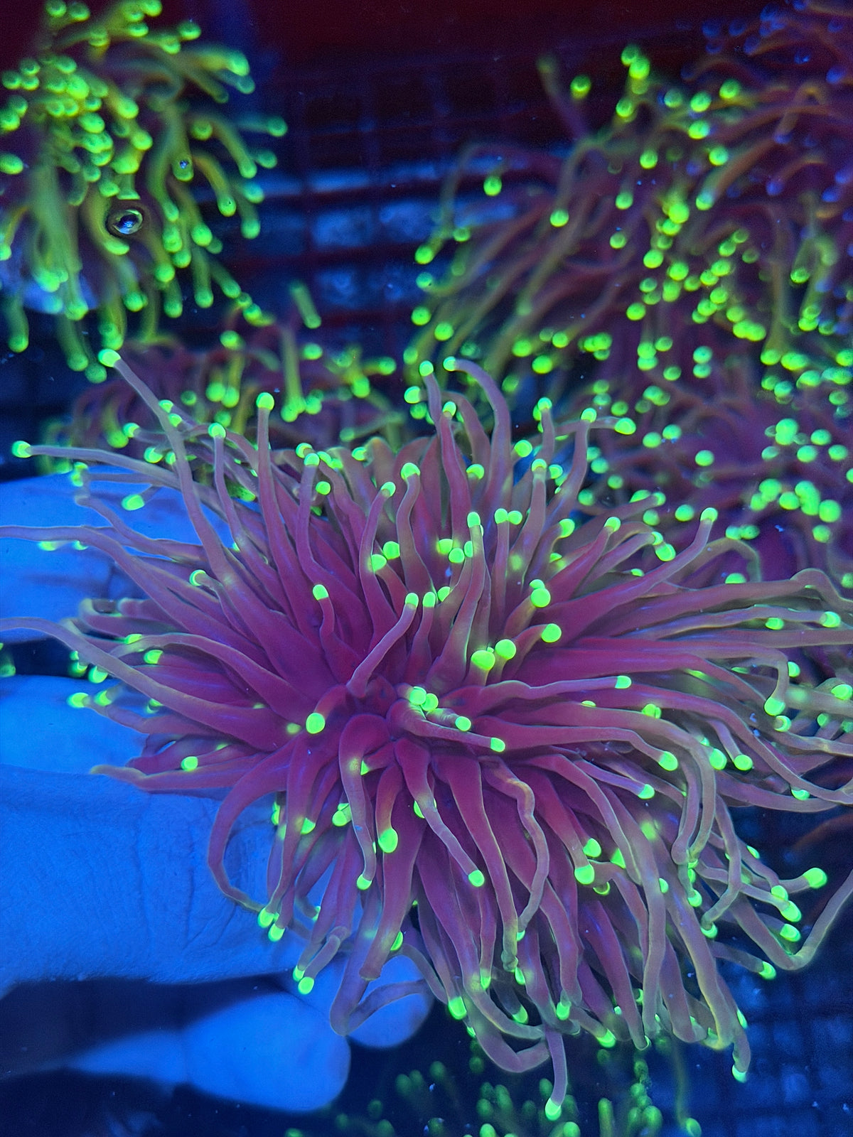 JEA Glostick Torch Coral 2 Heads Splitting XXL 9/28