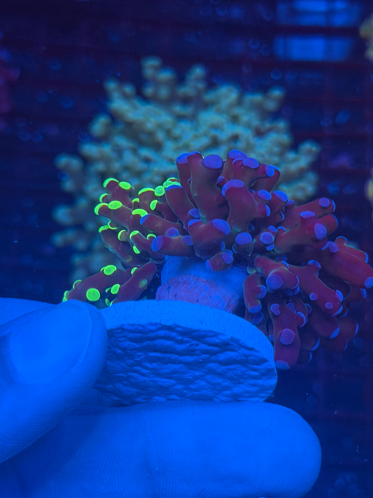 JEA 50/50 Grafted Mardi Gras Frogspawn XL