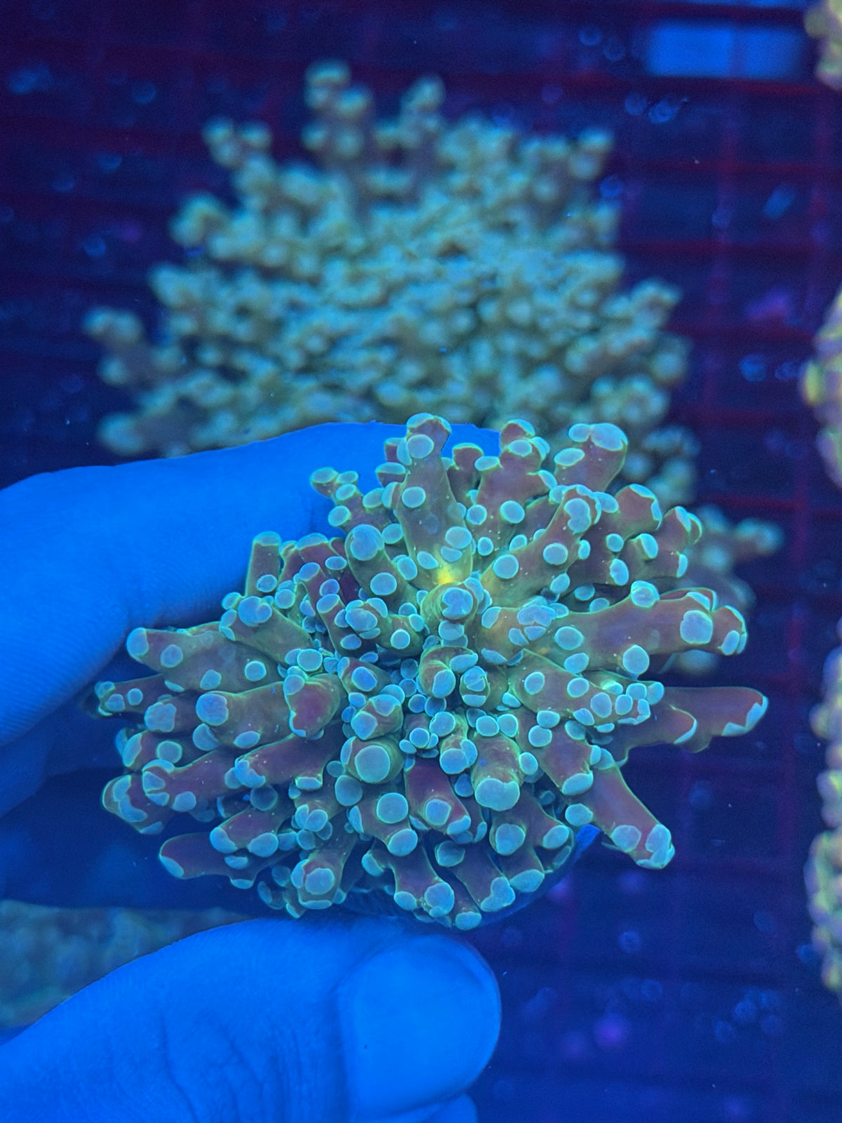JEA Heisenberg Frogspawn Coral 1 XL Head Splitting 9/28