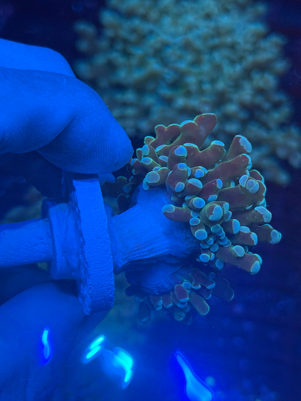 JEA Heisenberg Frogspawn Coral 1 XL Head Splitting 9/28