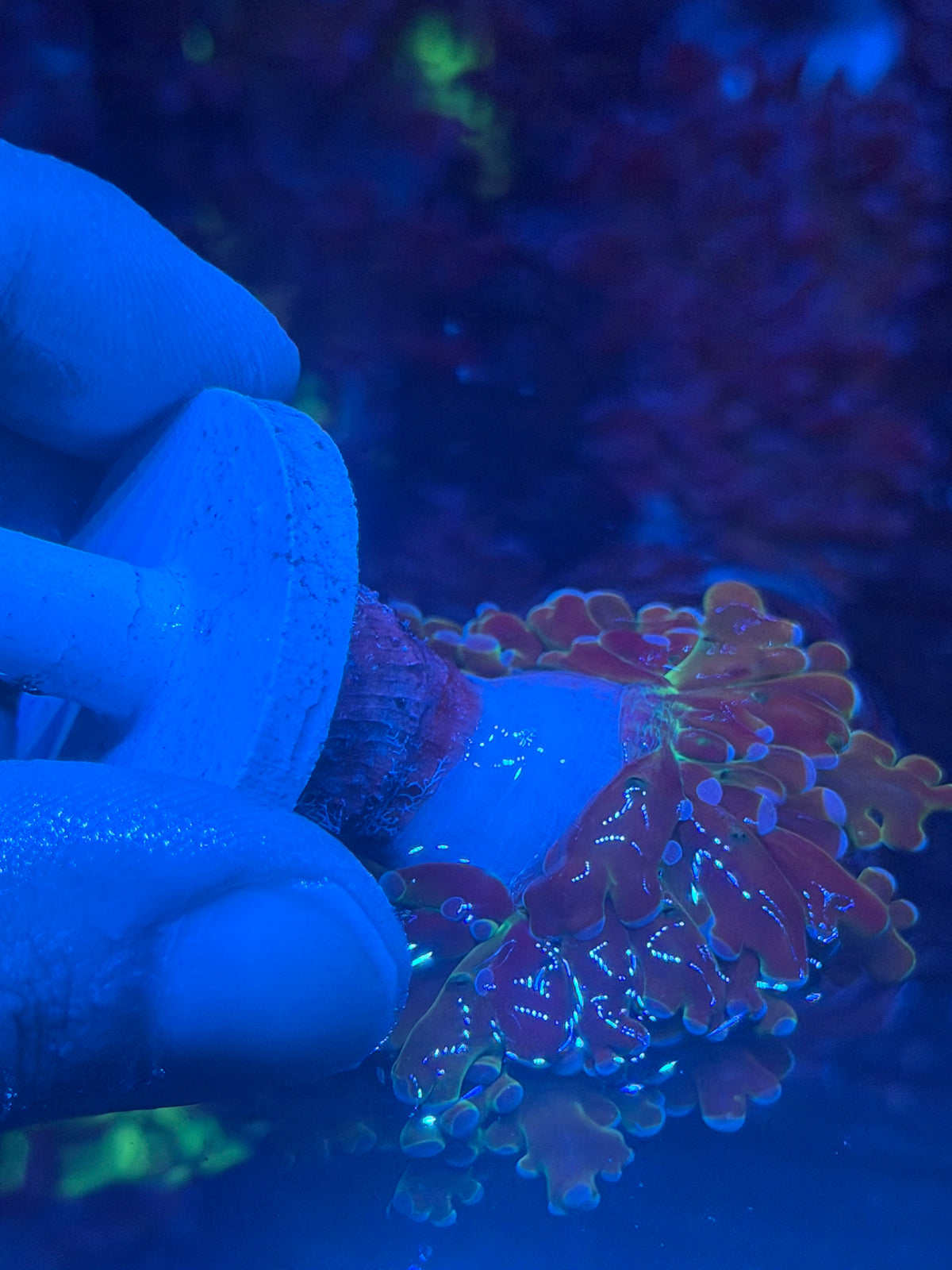 JEA Blue Magic Frogspawn Coral 1 XL Head 9/27