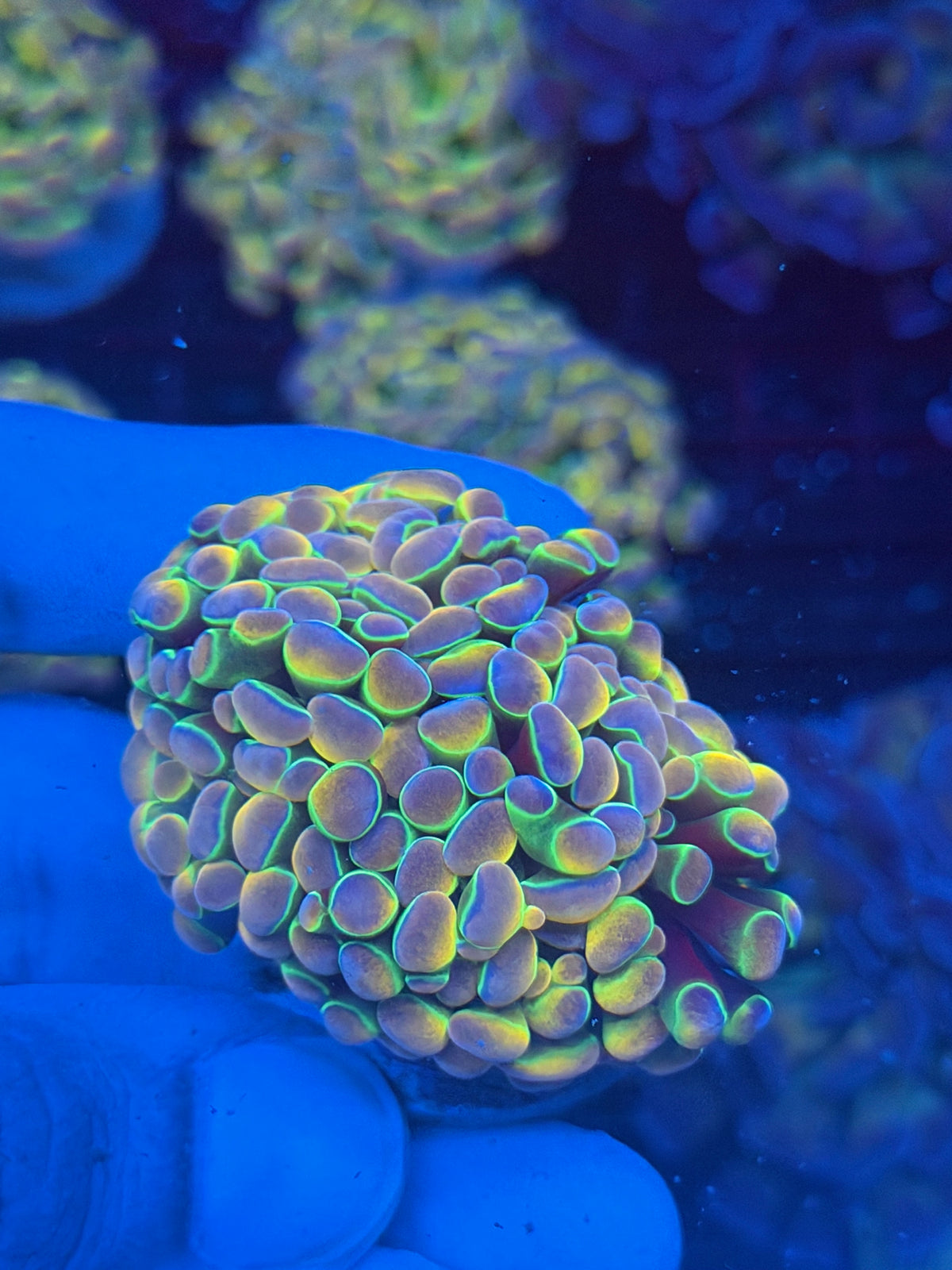 JEA Rainbow Dreams Hammer Coral 3 Heads Splitting XL