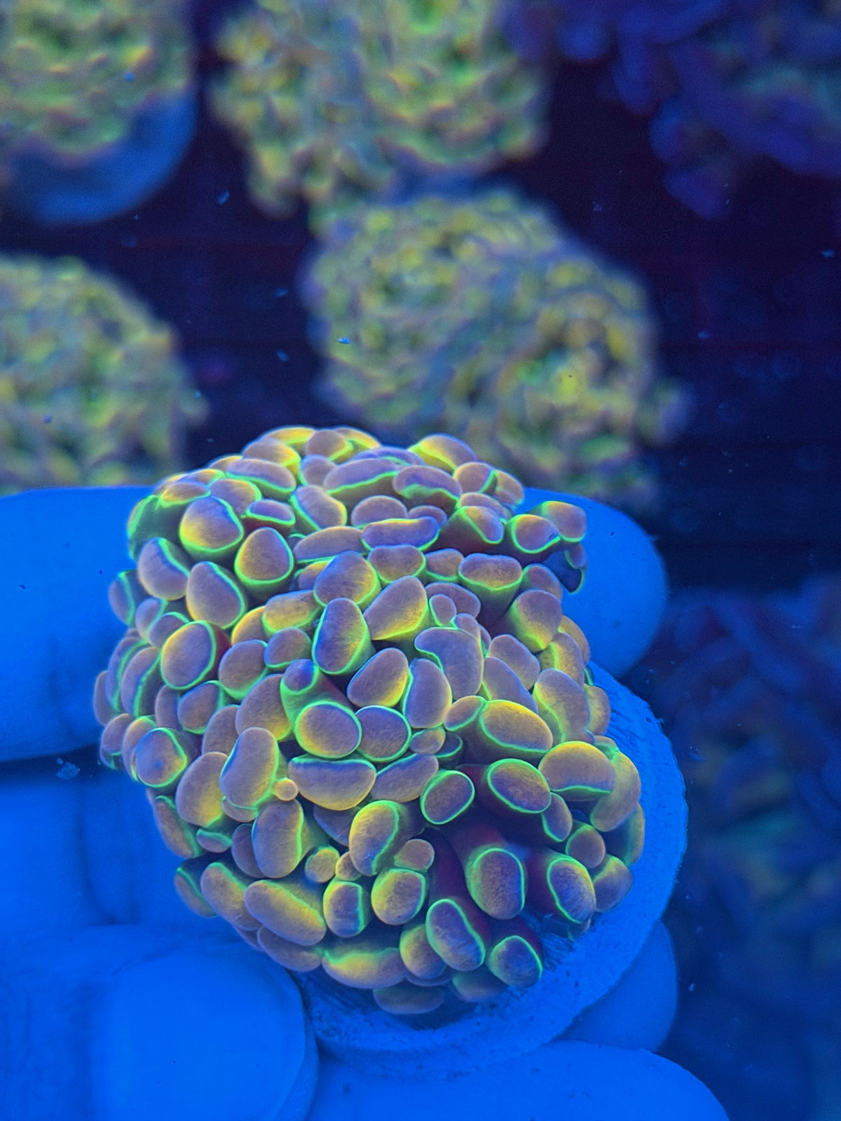 JEA Rainbow Dreams Hammer Coral 3 Heads Splitting XL
