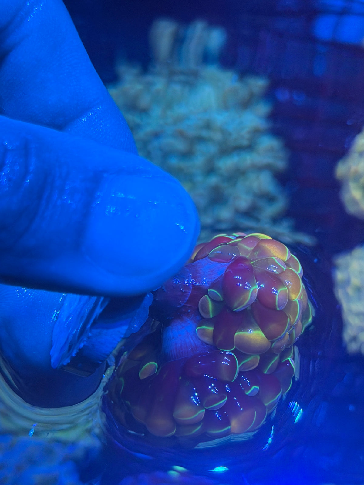 JEA Rainbow Dreams Hammer Coral 3 Heads Splitting XL