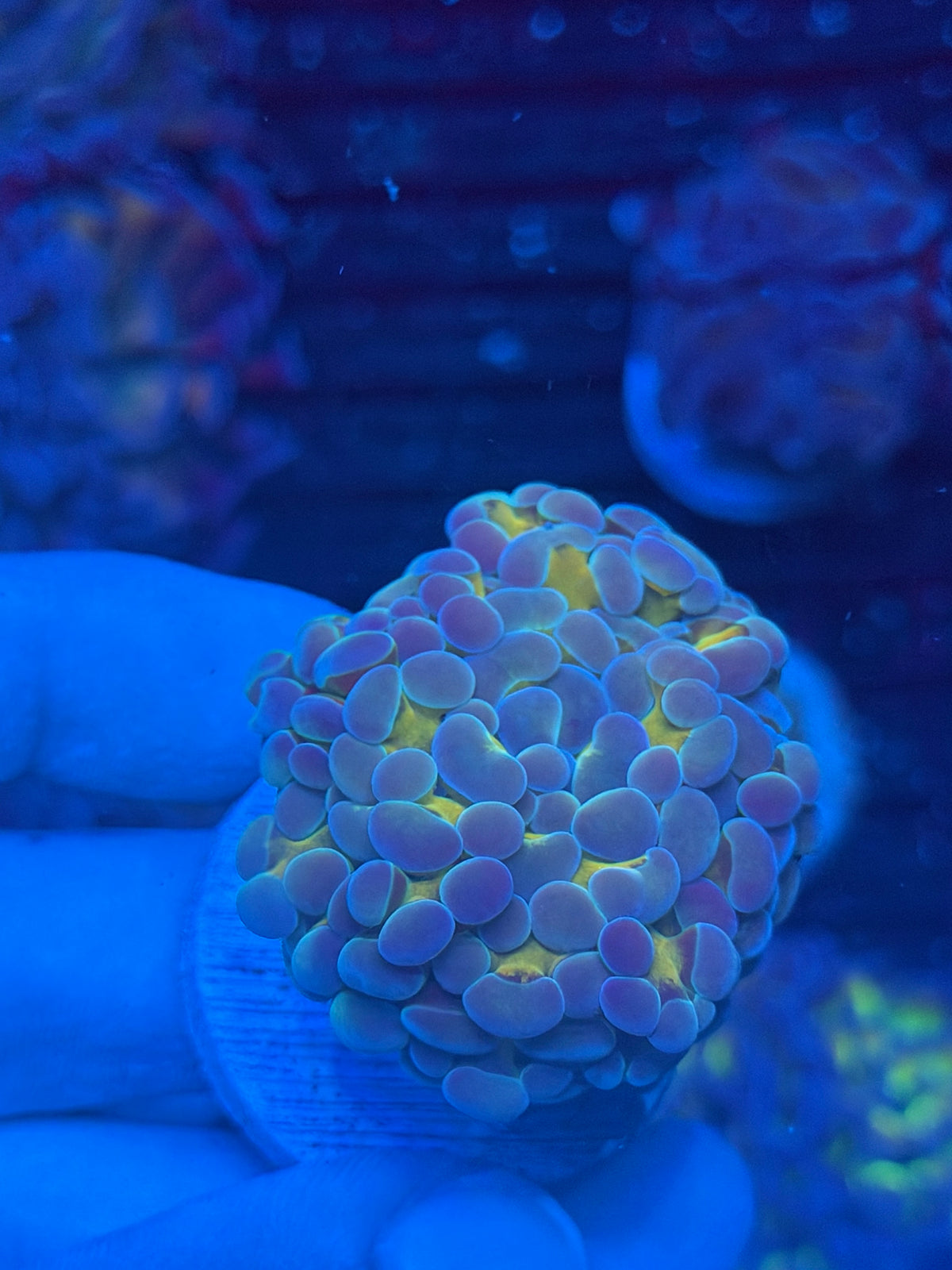 JEA Rainbow Blaster Hammer Coral 1 XL Head
