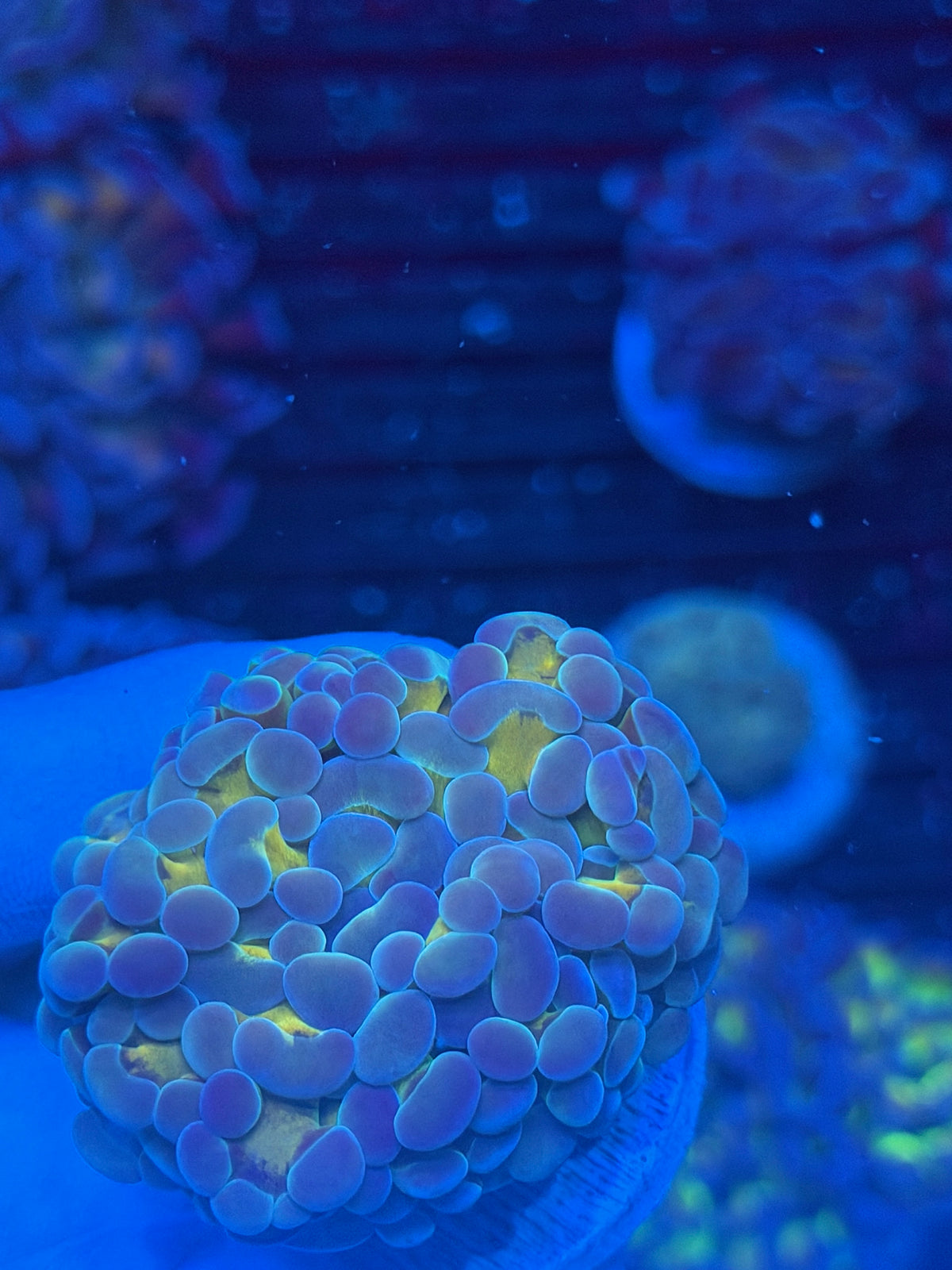 JEA Rainbow Blaster Hammer Coral 1 XL Head