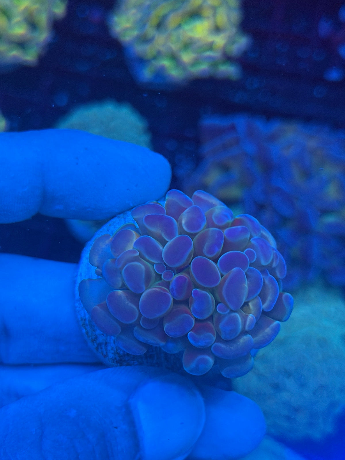 JEA Orange Holo Hammer Coral 1 Head 9/27