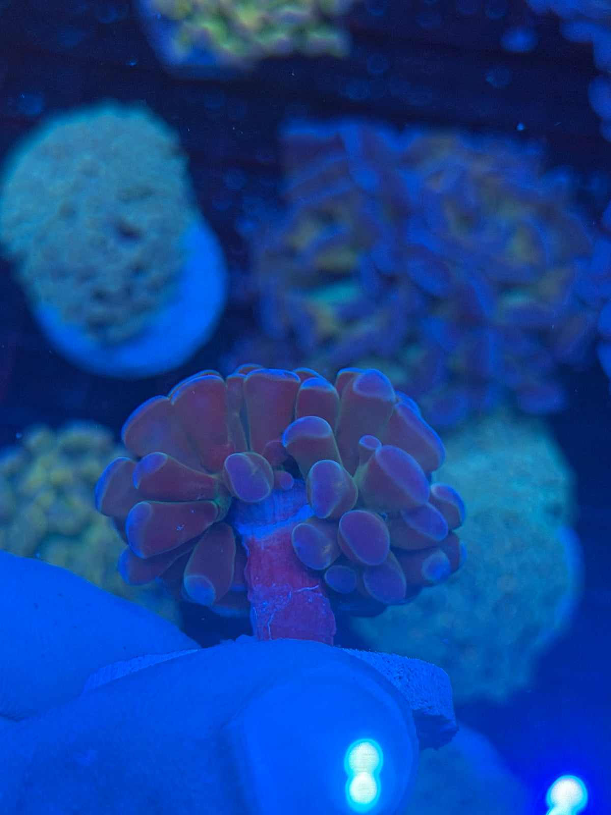 JEA Orange Holo Hammer Coral 1 Head 9/27