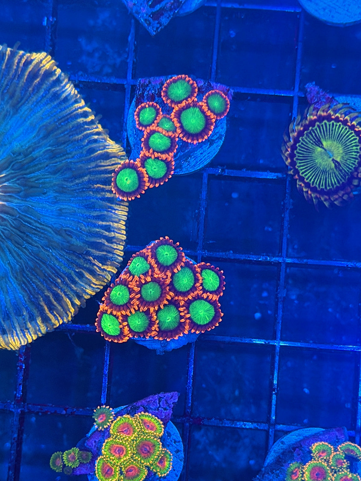 JEA Goblins Zoanthid Coral 10 Polyps Mini Colony BRIGHT 9/28