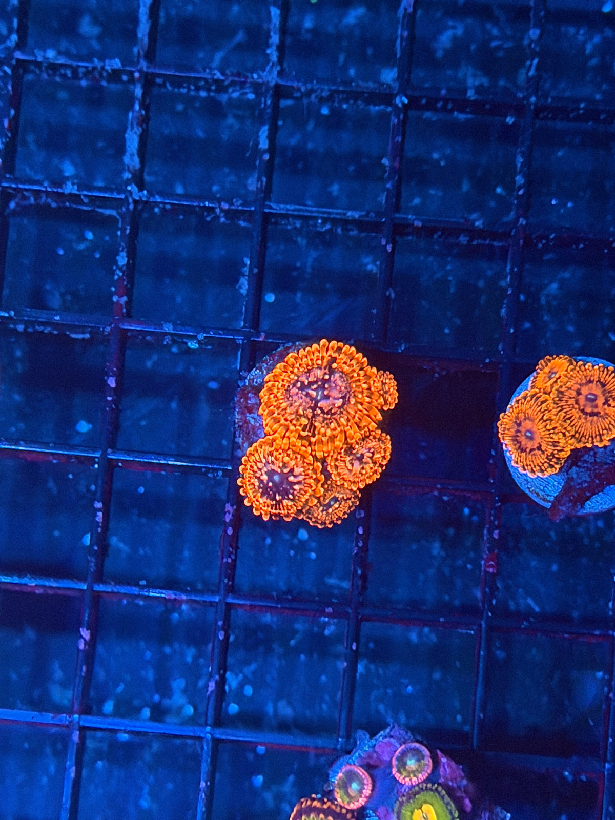 JEA Utter Chaos Zoanthid Coral 5 Polyps XL 9/27