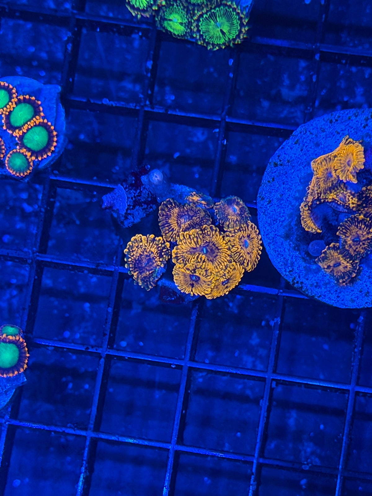 JEA Darth Maul Zoanthid Coral 8 Polyps Crazy Patterns! 9/27