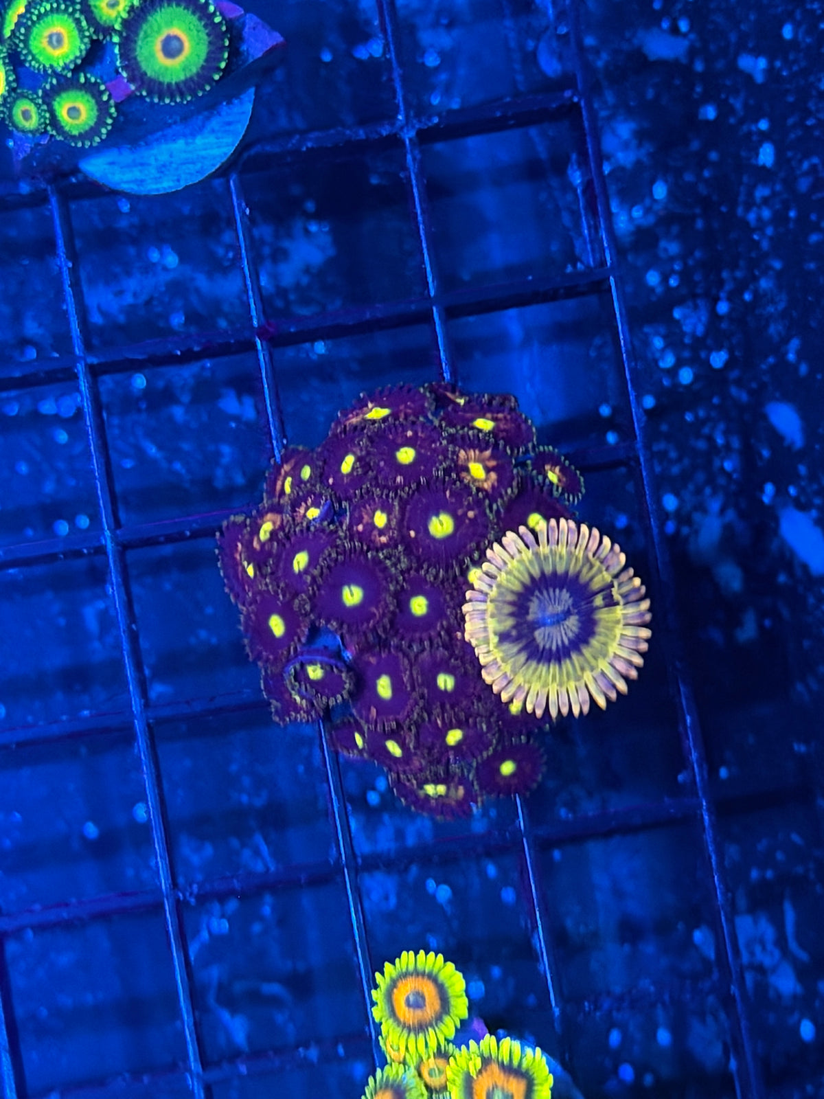 JEA Chiquita Zoanthid Coral Combo Frag XL 9/27