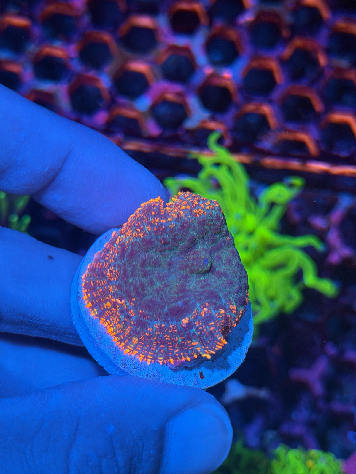 JEA Firestarter Mushroom Coral XL 9/27