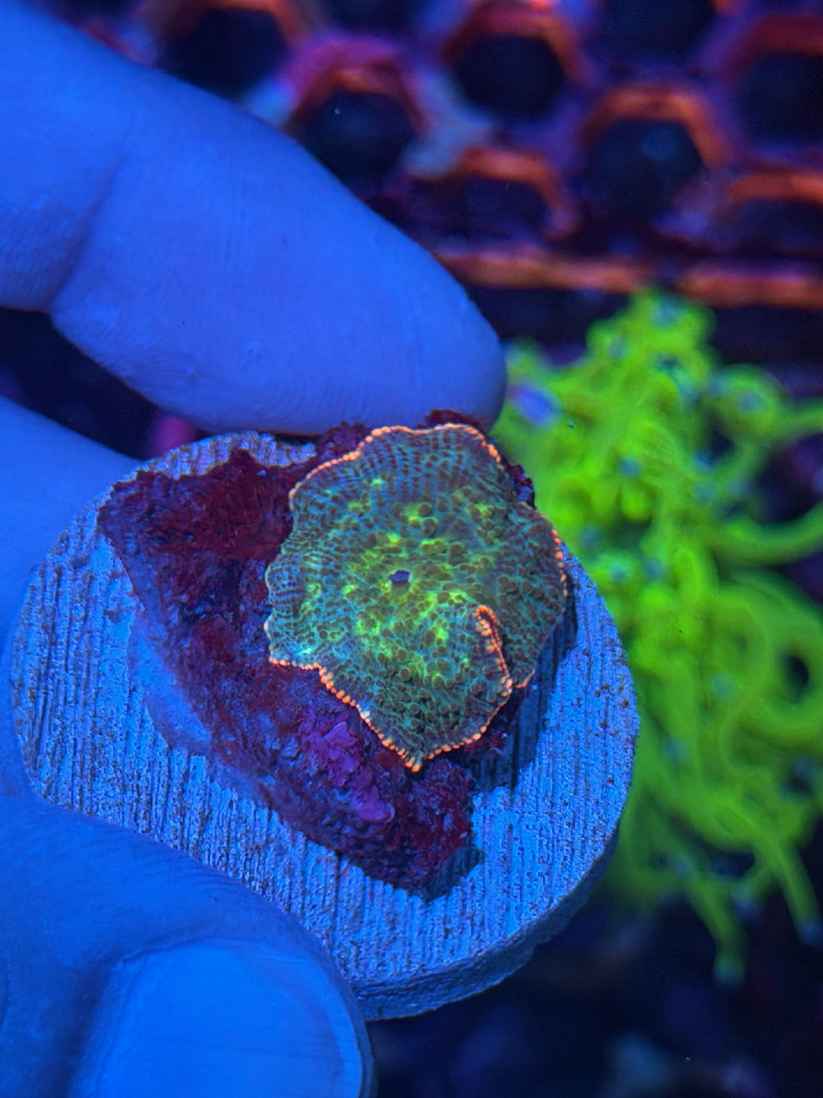 JEA Frankenstein Jawbreaker Mushroom Coral 9/28