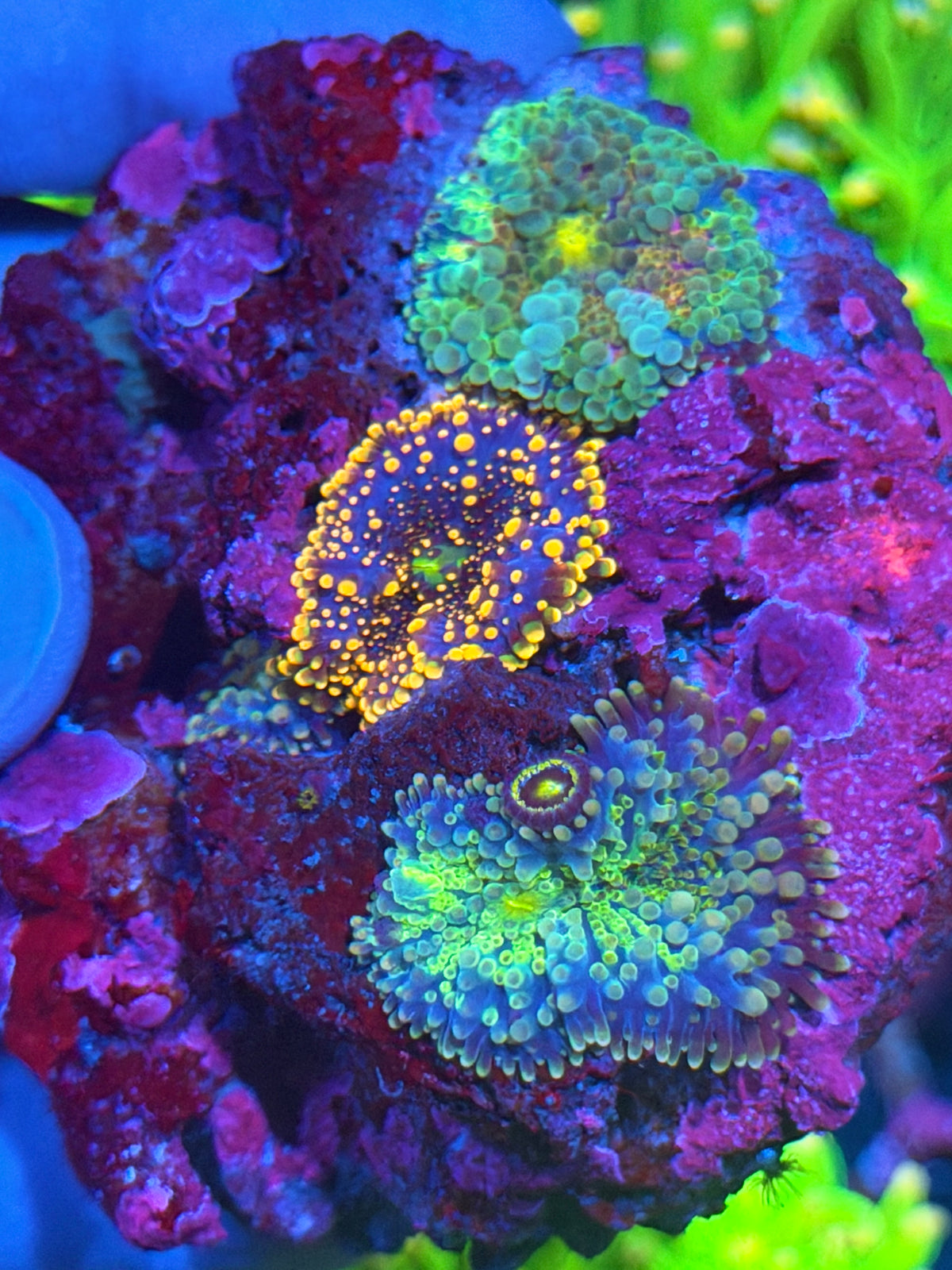 Multi Rainbow Yuma Mushroom Coral Colony 9/28