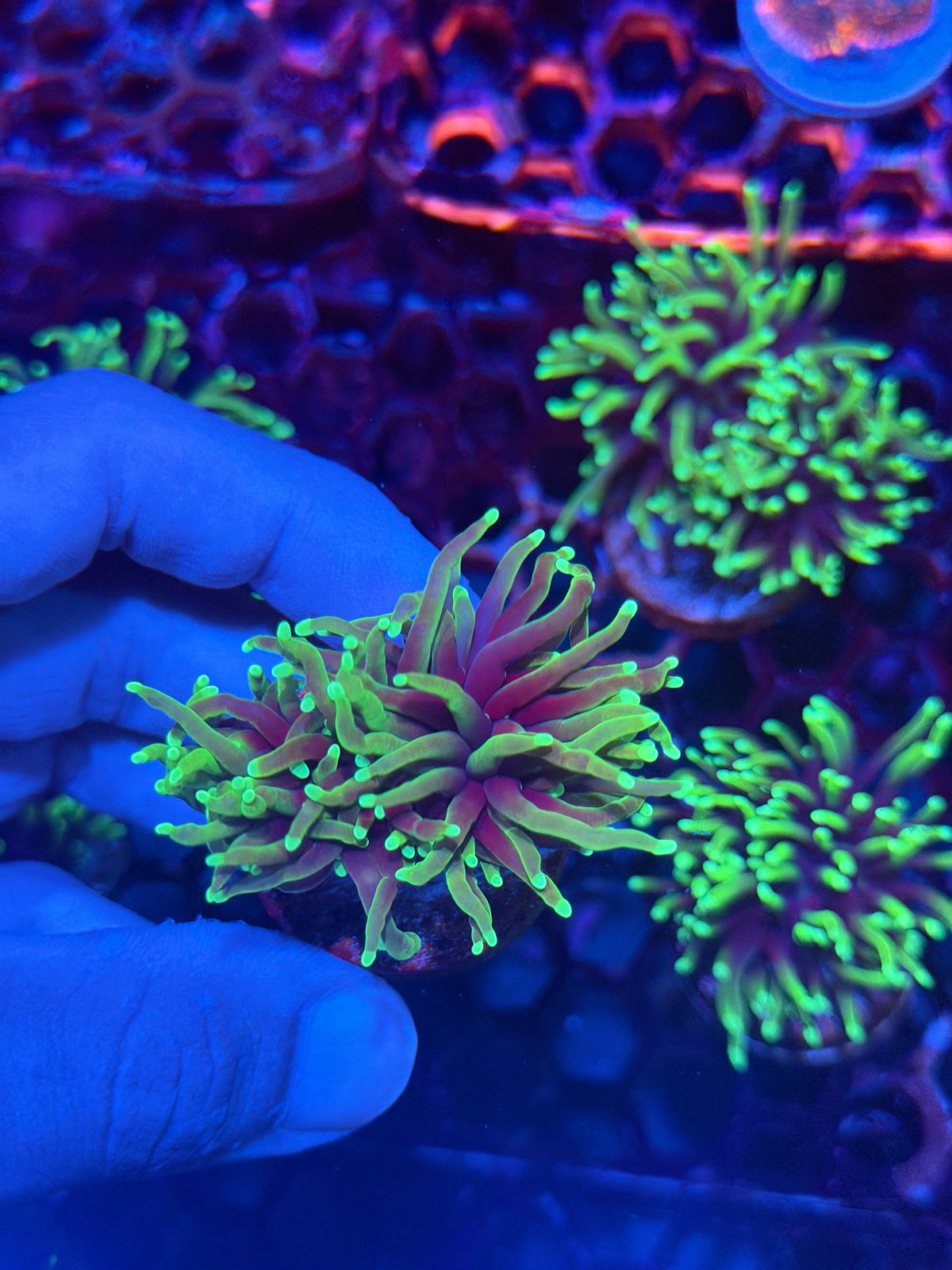 JEA Dragon Soul Torch Coral 2 Heads XL 9/28