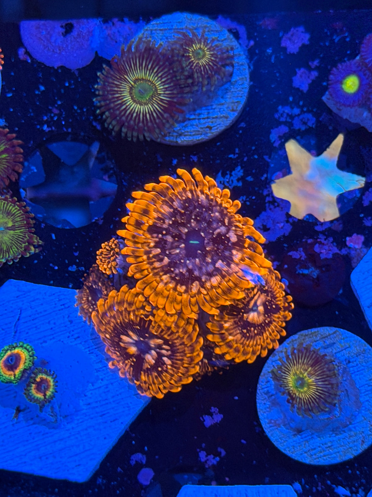 JEA Utter Chaos Zoanthid 5 Polyps XL