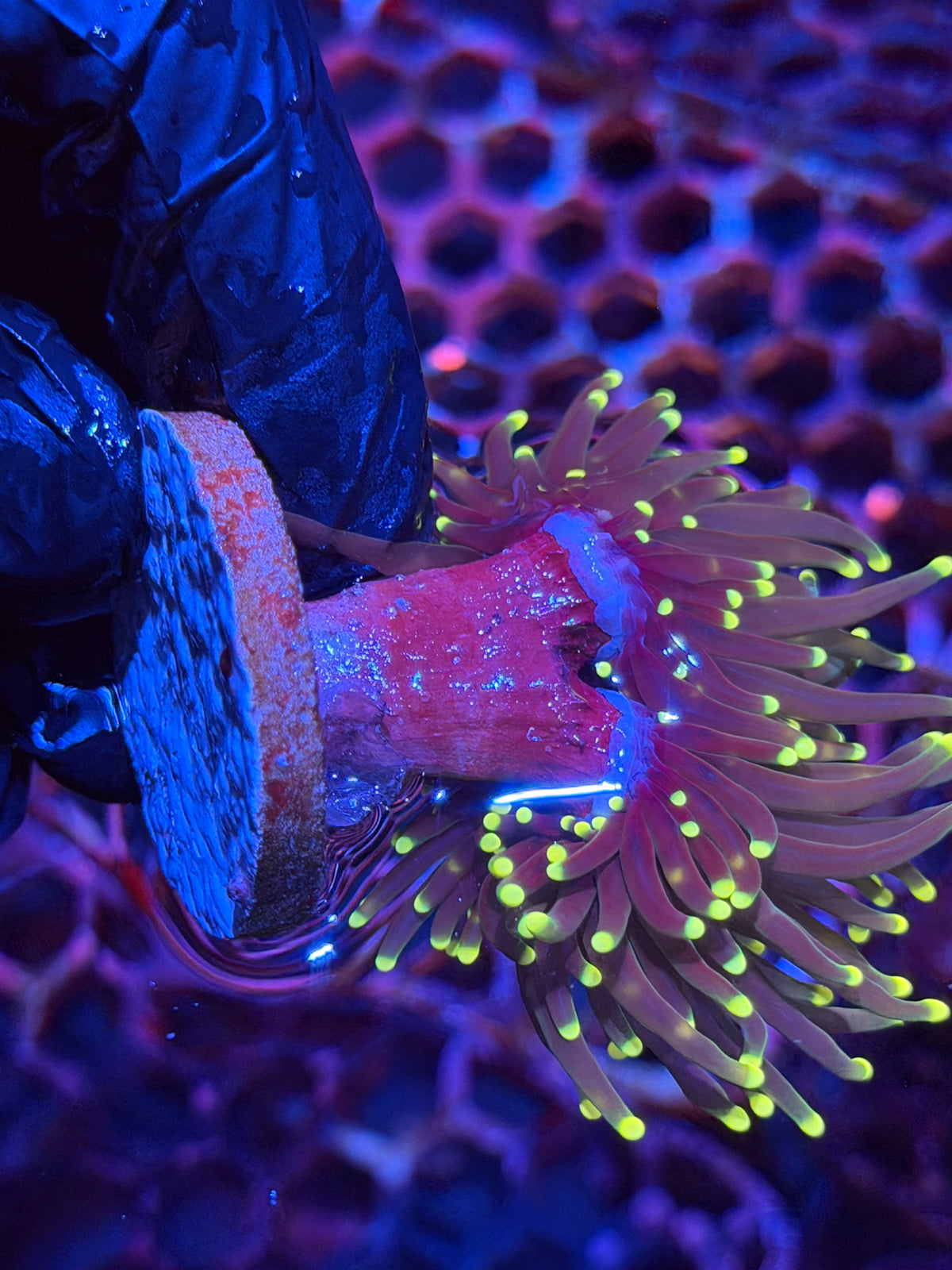 JEA Firefly Torch Coral 2 heads XL