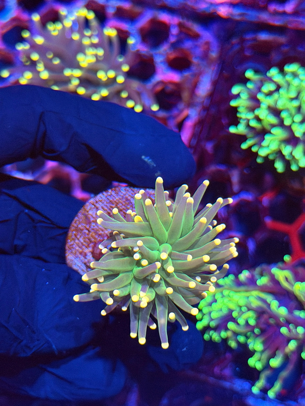 JEA Cosmic Sparkler Torch Coral 1 Head XL