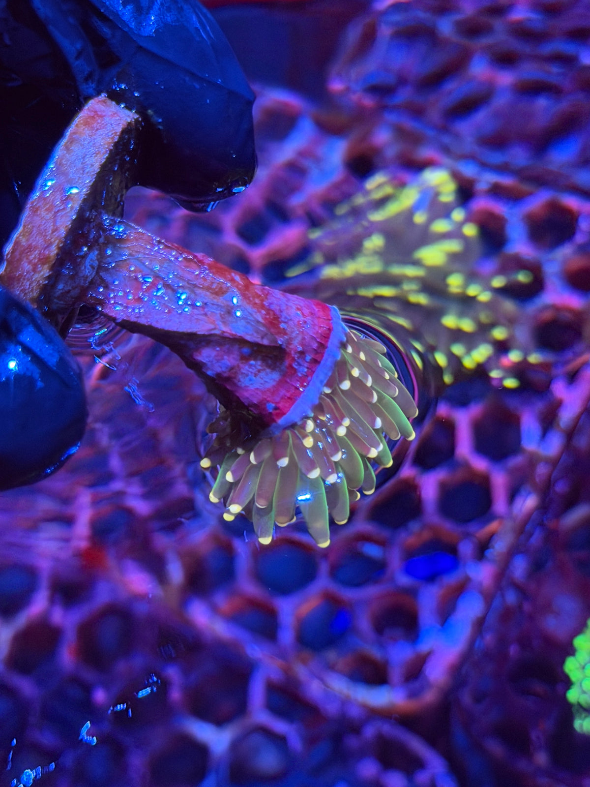 JEA Cosmic Sparkler Torch Coral 1 Head XL