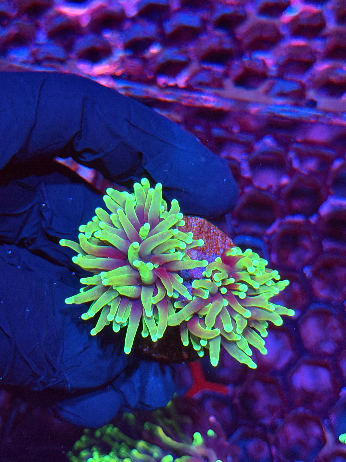 JEA Dragon Soul Torch Coral 2 Heads XL