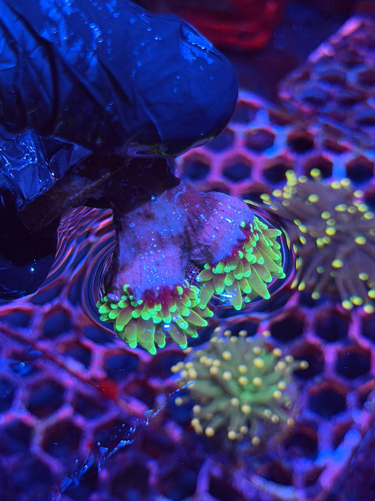 JEA Dragon Soul Torch Coral 2 Heads XL