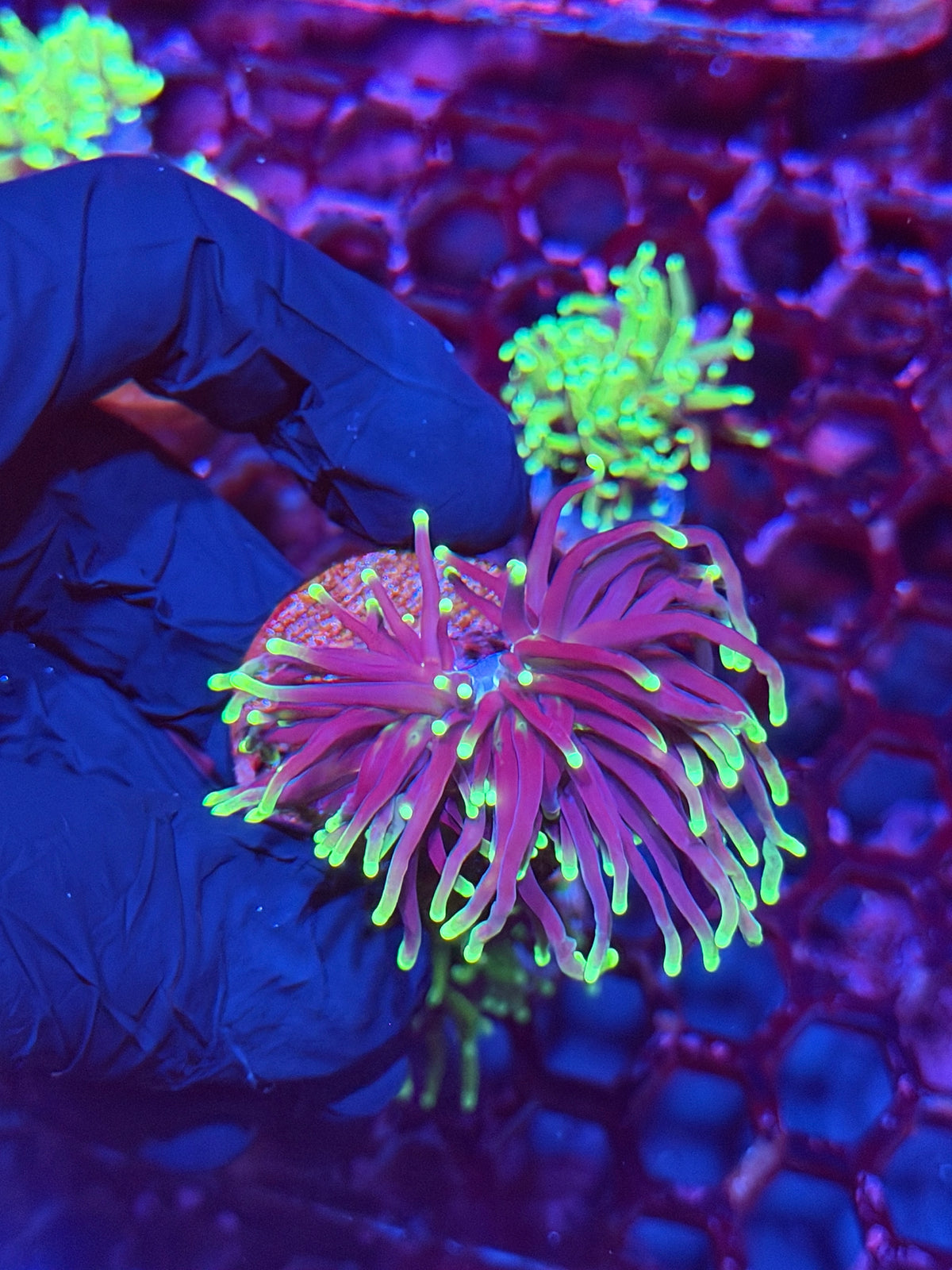 JEA Tinkerbell Torch Coral XL Head Splitting