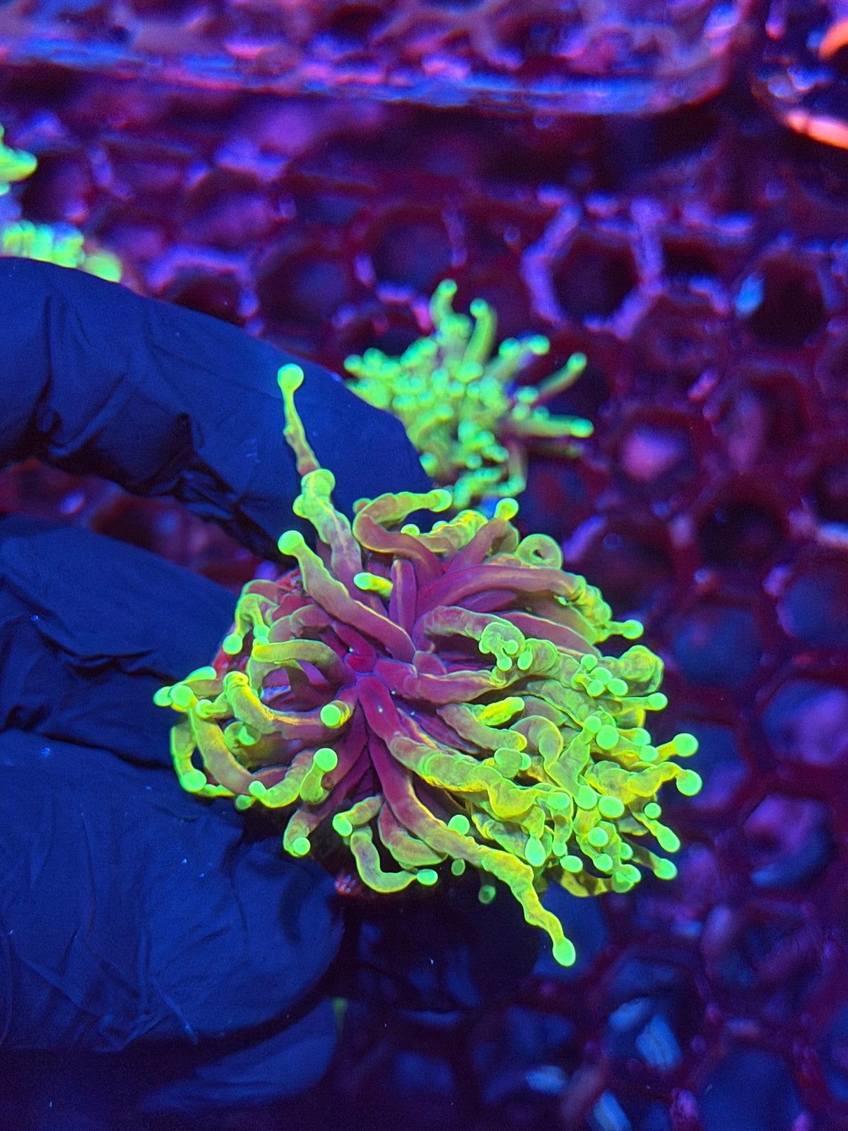 JEA Hellfire Torch Coral 1 Head XL