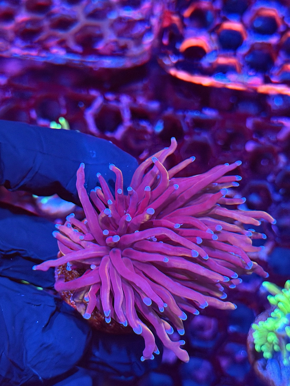 JEA Nightmare Torch Coral 2 Heads XL