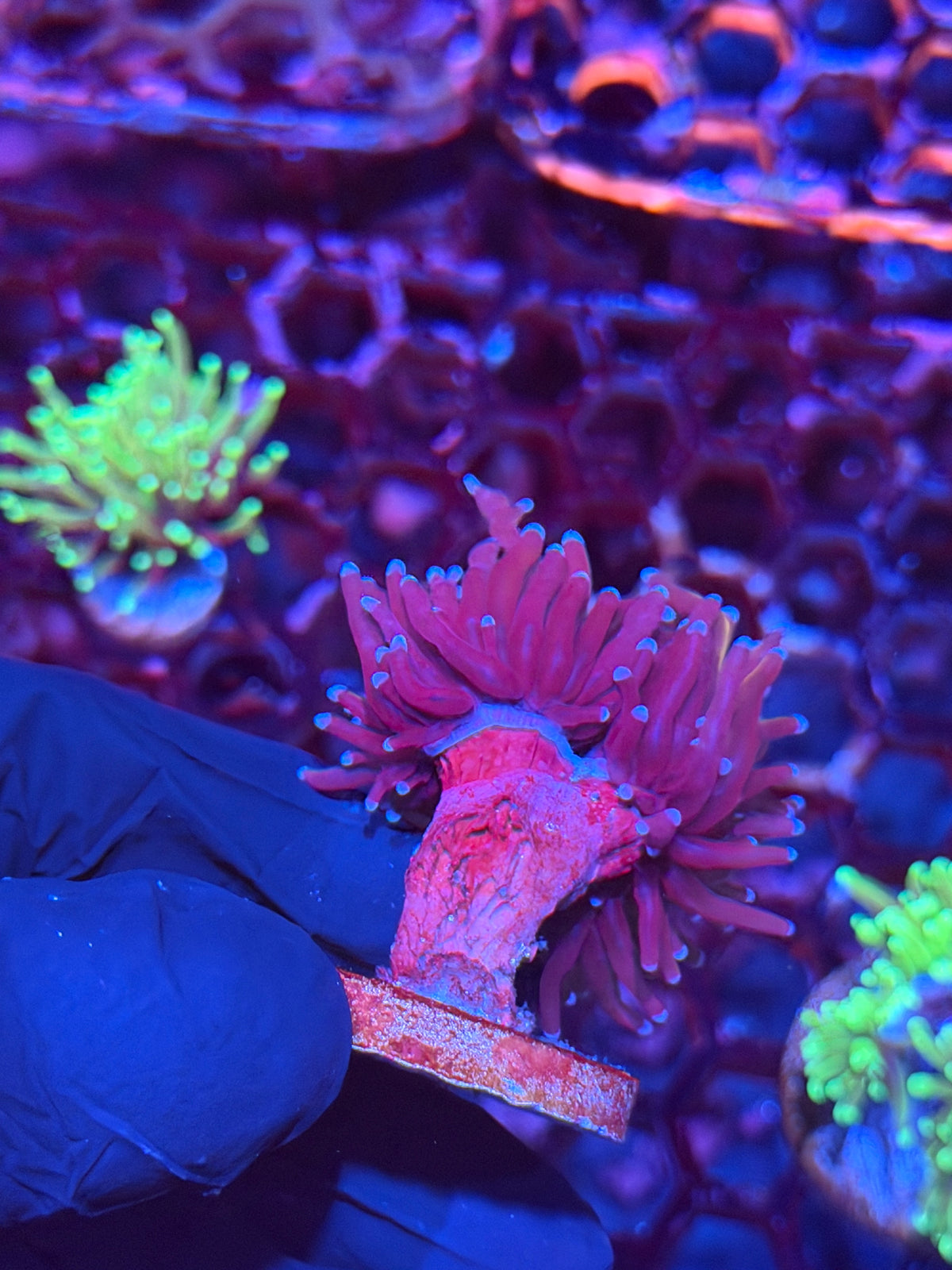JEA Nightmare Torch Coral 2 Heads XL