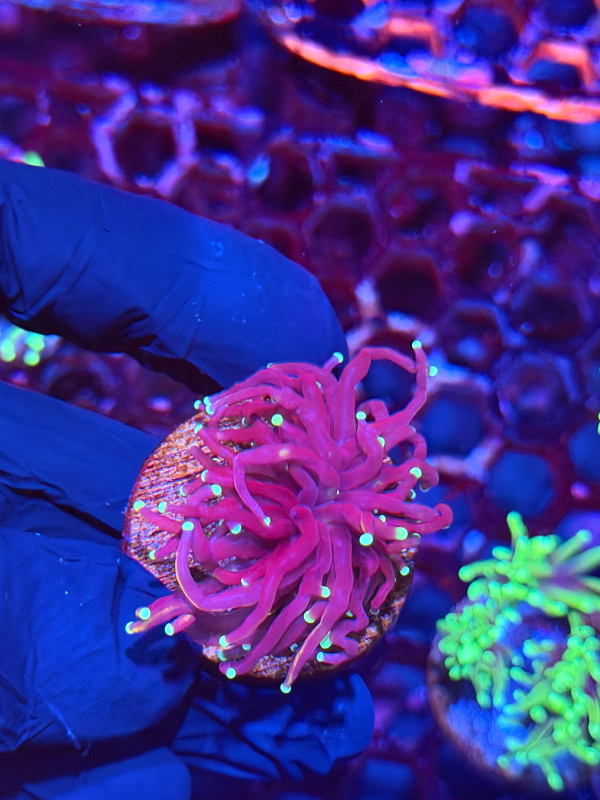 JEA Mr Freeze Torch Coral 1 Head