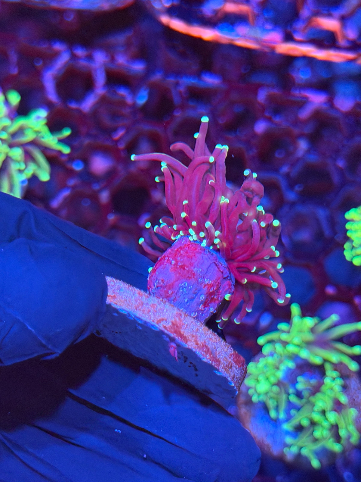 JEA Mr Freeze Torch Coral 1 Head