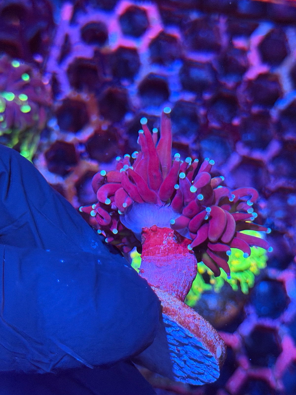 JEA Tiger 2.0 Torch Coral 1 XL Head