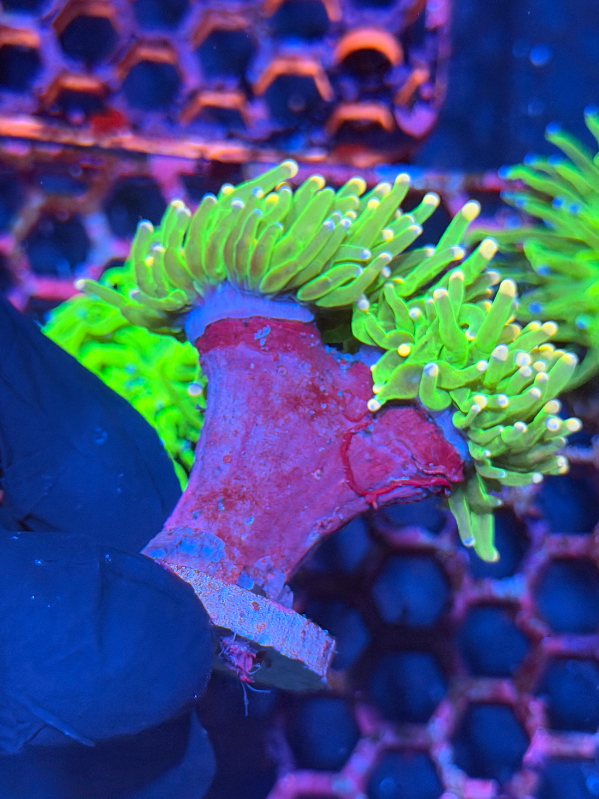 JEA Jelly Bean Grail Torch Coral 2 Heads XL