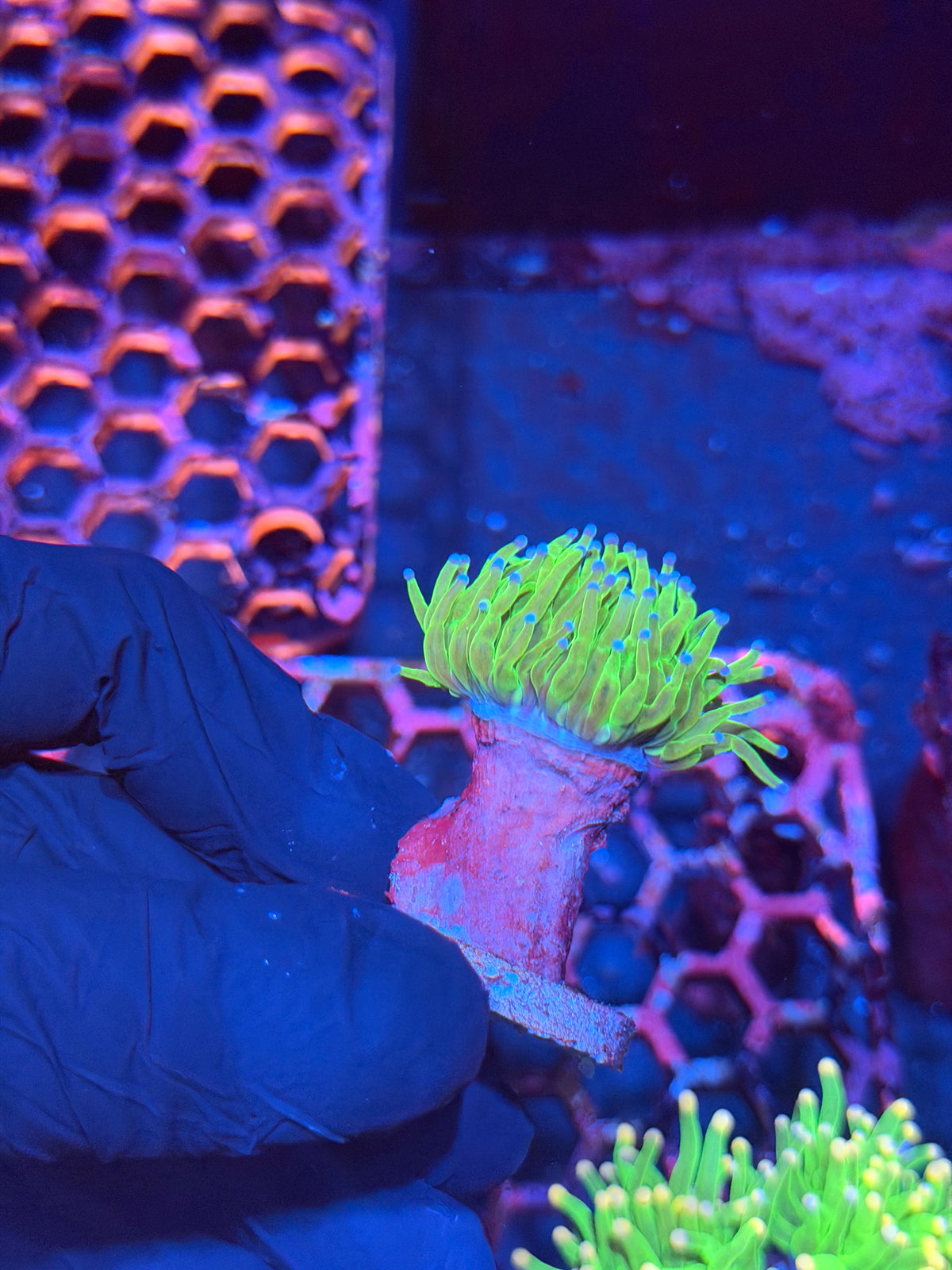 JEA Holy Grail Torch Coral 1 HEAD XL