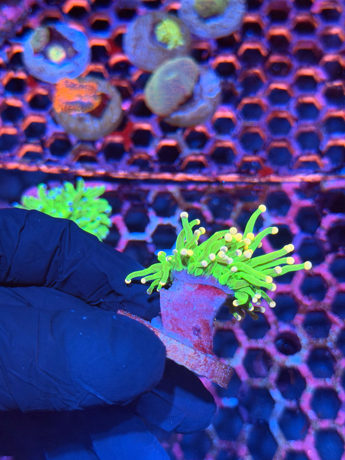 JEA Jelly Bean Holy Grail Torch Coral 1 Head